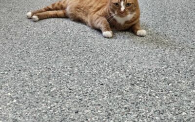 Lenny 7 ára- Útiköttur