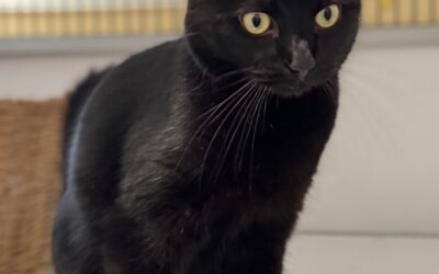 Diego 7 ára – Útiköttur