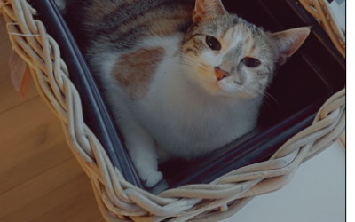 Freyja er týnd- 111 Reykjavík