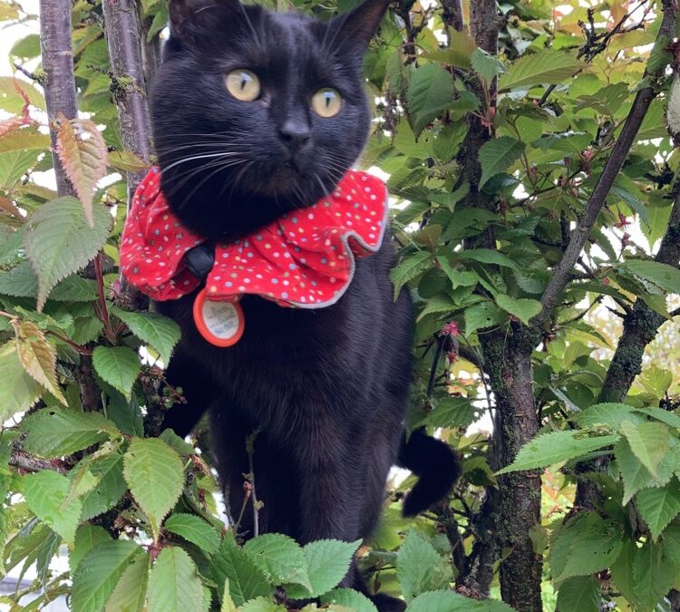Áskorun til kattaeigenda á varptíma