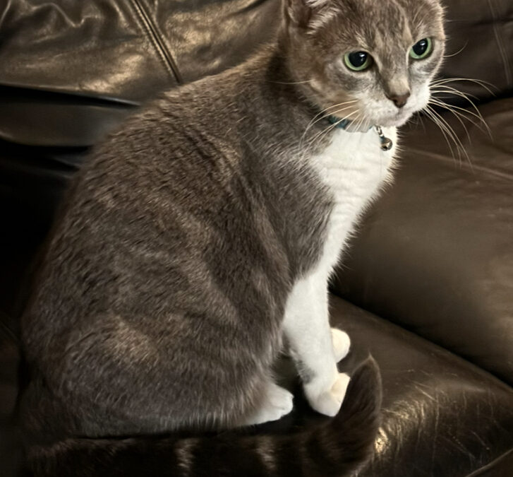 Freyja er týnd- 220 Hafnarfjörður