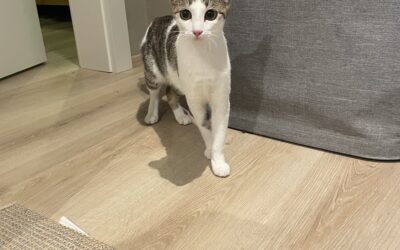 Fundinn köttur – 111 Reykjavík