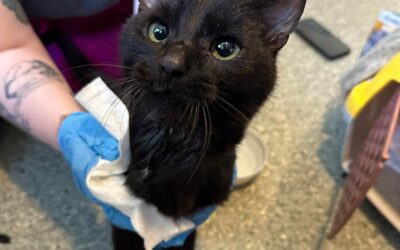 Found cat in Rauðás