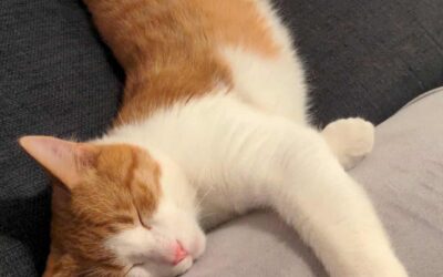 Snúður týndur – Seljahverfi