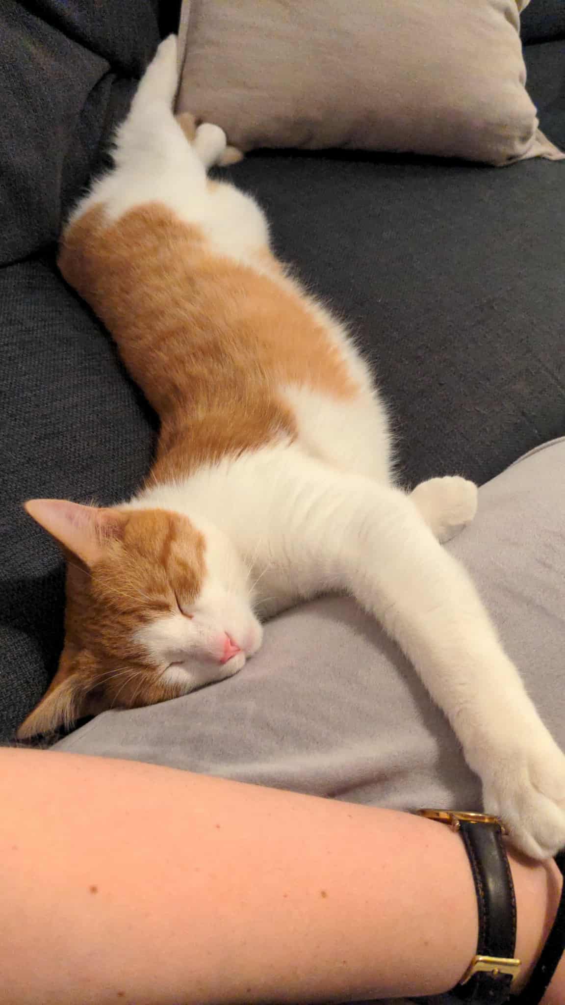 Mynd af kisu: 1000011772