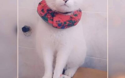 Monsa týnd – Borgarnes