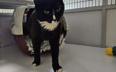 Fundinn köttur – 104 Reykjavík