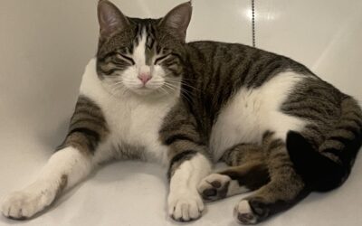 Milla týnd – 107 Rvk