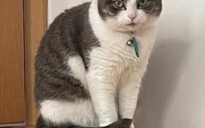 Mandla týnd – 107 Rvk