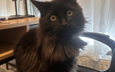 Fundinn köttur – Hafnafjörður