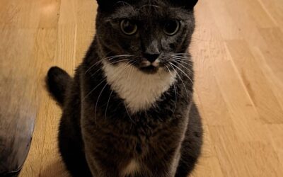 Reynir týndur 101 Rvk