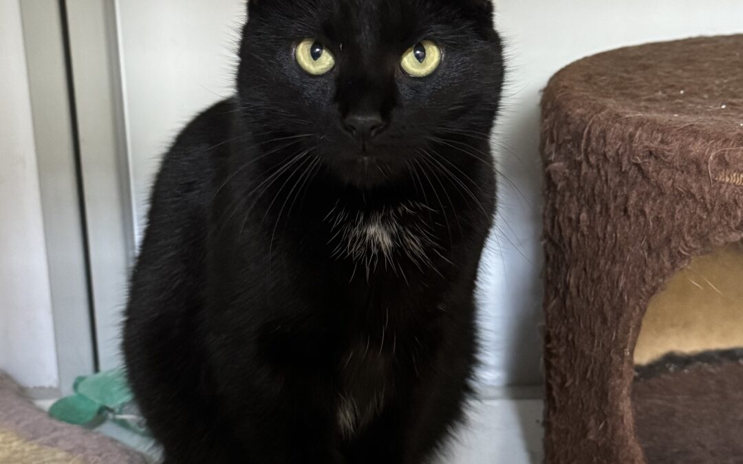 Ellie 5 ára – Inniköttur