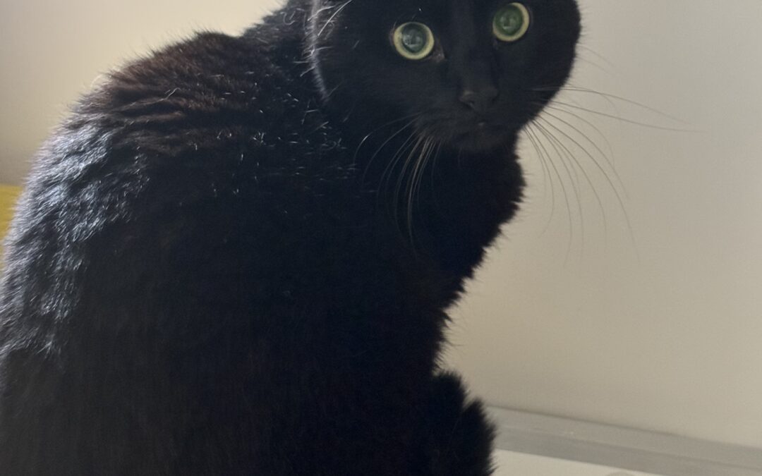 Herra Barri 2 ára – Innikisa