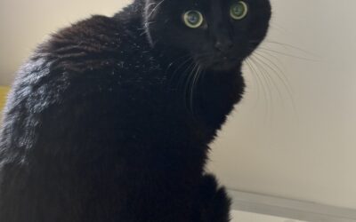 Herra Barri 2 ára – Innikisa