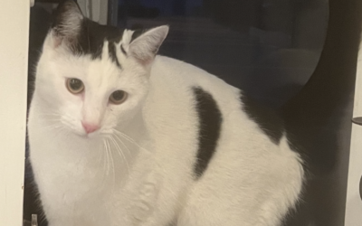 Oreo er týndur- 105 Reykjavík