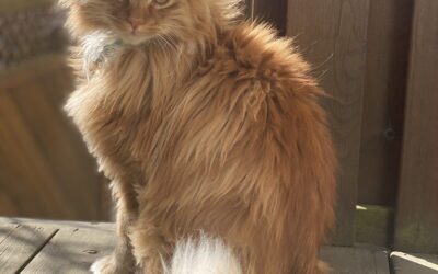 Skúli er týdur- 108 Reykjavík