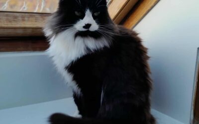 Karlotta er týnd- 110 Reykjavík