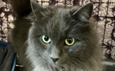 Fundinn köttur – 22.09.2025