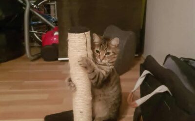 Gráfótur týndur – 102 Reykjavík