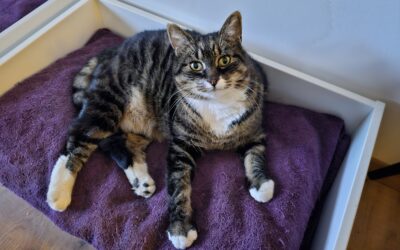 Karítas týnd – 104 Reykjavík