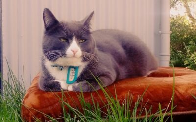 Lúlli týndur – Hella