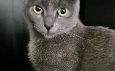 Kleina er týnd-109 Reykjavík