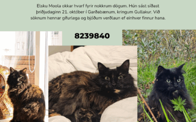 Moola er týnd- 210 Garðabær