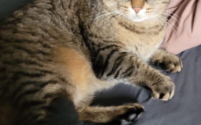 Squeak er týnd- 220 Hafnarfjörður