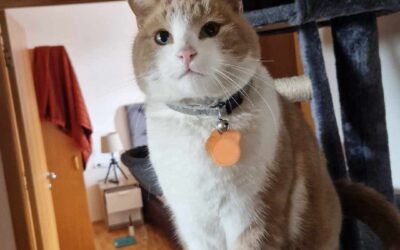 Snúður er týndur- 112 Reykjavík