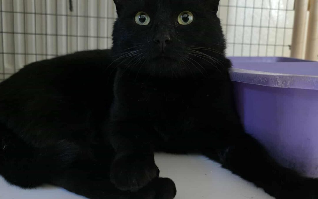 Fundinn köttur – 101 Rvk