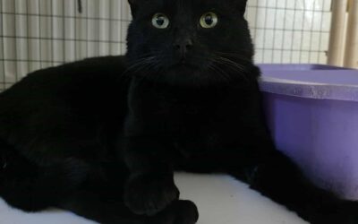 Fundinn köttur – 101 Rvk