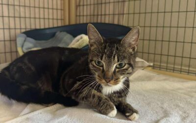 Fundinn köttur -111 Reykjavík