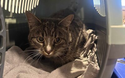 Læða kom í Kattholt – 07.10.2025