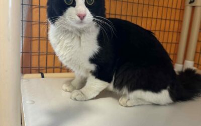 Fundinn köttur – Garðabær