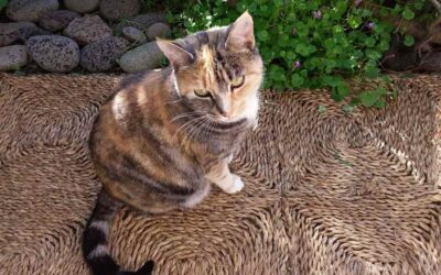 Týnd kisa – 110 Reykjavík