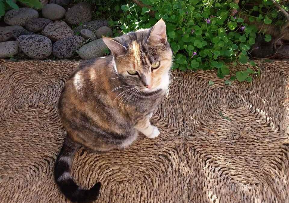 Týnd kisa – 110 Reykjavík