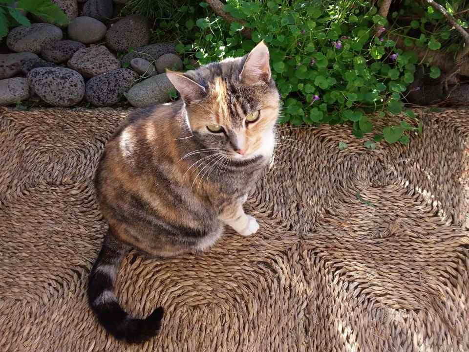 Mynd af kisu: 7bac8a4f-1286-4c36-8241-a6170361635b