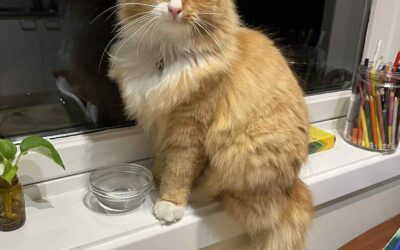 Messi er týndur- 270 Mosfellsbær