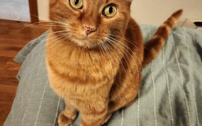 Tigrou er týndur- 260 Reykjanesbæ