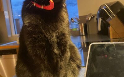 Krummi er týndur- 201 Kópavogur