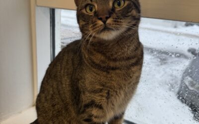 Stitch 3 ára – Útiköttur