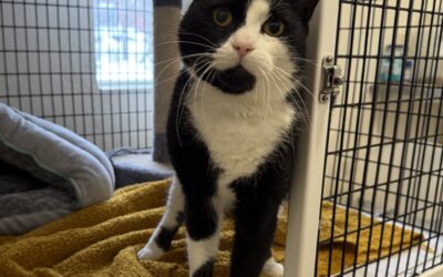 Galdur 6 ára – Útikisa