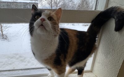 Hera 2 ára – Útikisa