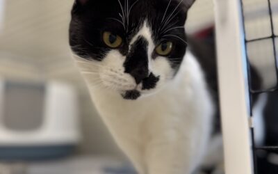 Jasmín 5 ára – Útikisa