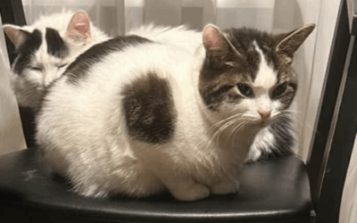 Lilla er týnd/ur- 220 Hafnarfjörður