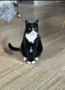 Týndur köttur – 109 Rvk