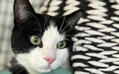 Theodor 2 ára – Útiköttur