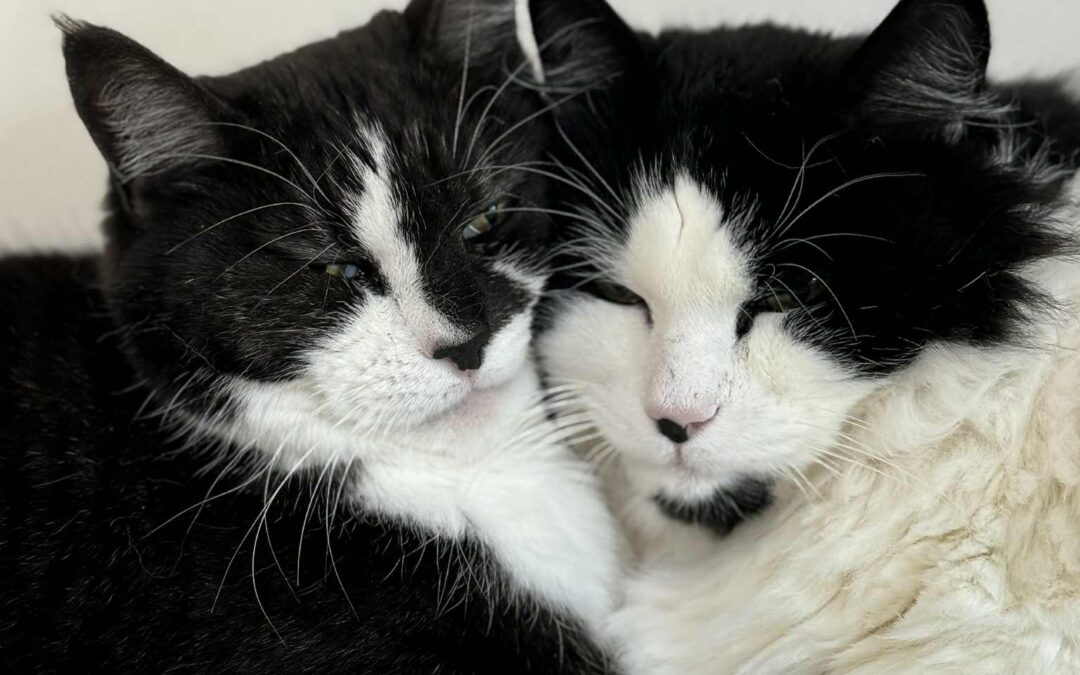 Sandra og Felix 9 og 10 ára – Útikettir