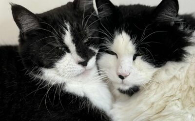 Sandra og Felix 9 og 10 ára – Útikettir