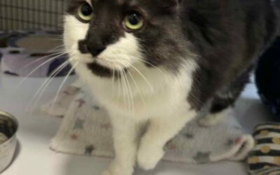 Lína 5 ára – Innikisa